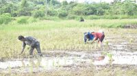 Lahan pertanian lokasi program Satgas TNI Manunggal Membangun Desa (TMMD) wilayah Perbatasan ke- 111 Tahun 2021 Kodim 0911/Nunukan. Foto: istimewa