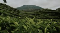 Wisata Bandung, Intip 4 Rekomendasi Obyek Wisata Keren Ini