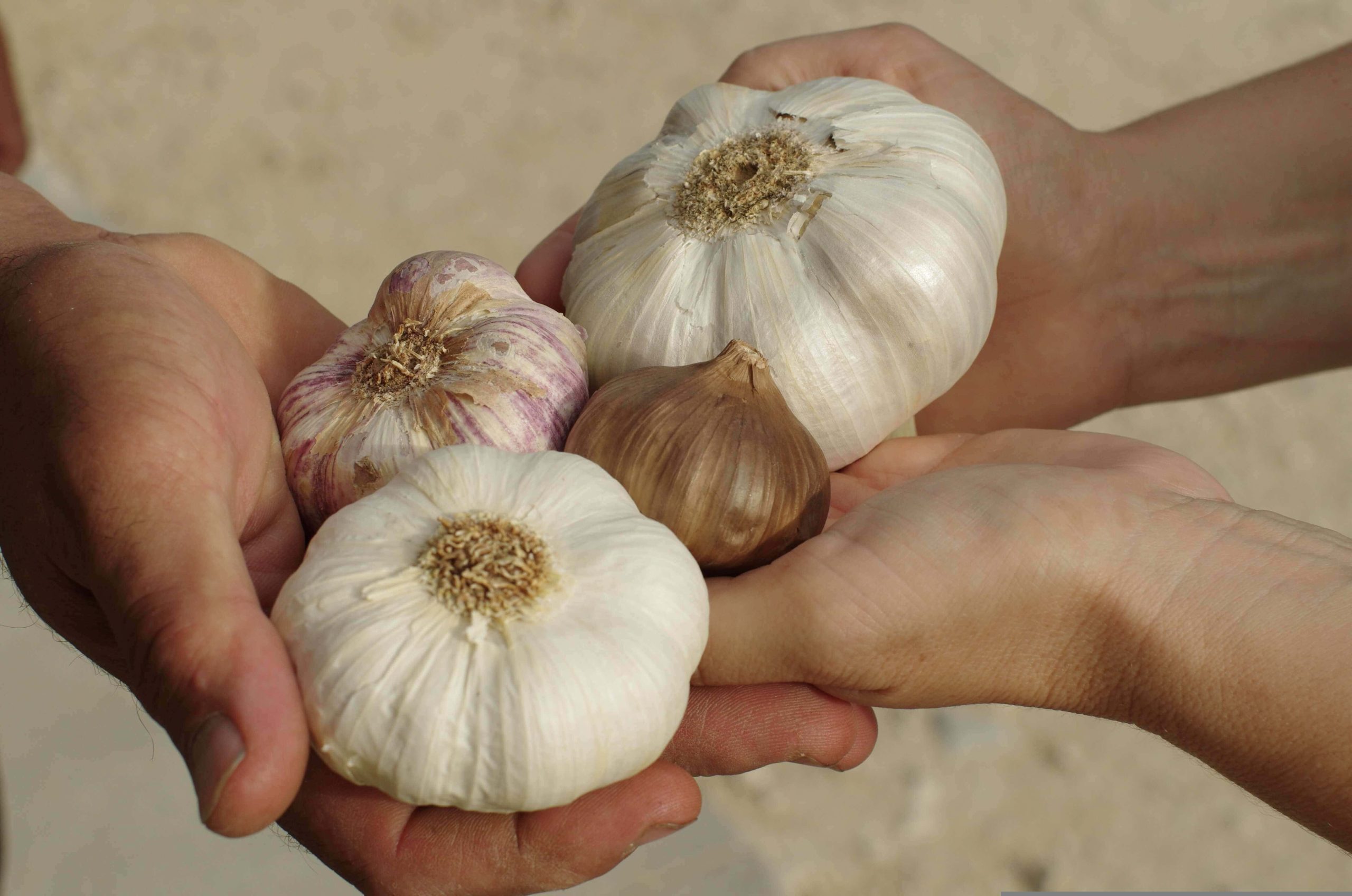Ilustrasi bawang putih. Foto: Pixabay/Maison Boutarin