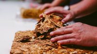 Ketua Badan Aspirasi Masyarakat (BAM) DPR RI, Ahmad Heryawan saat mengikuti Festival Aspirasi terkait Kesejahteraan Petani Bawang Putih dan Tembakau di Kabupaten Temanggung, Jawa Tengah, Senin (21/9/2026). Foto : Galuh/Karisma